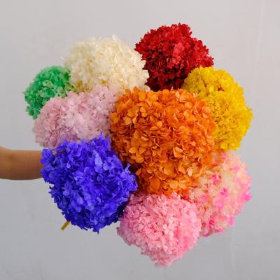 China Free Sample Lasting Anna Dried Hydrangeas Flowers Artificial Wedding Preserved Real Hydrangea Forever Preserved Hydrangeas for sale