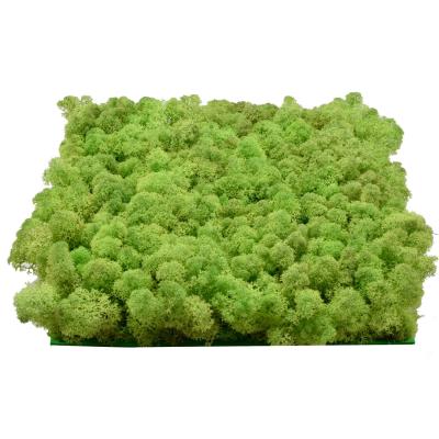 China Good Selling Cheap Topiary Preserved Bulk Ball Minimalist Moss Wall Artificial Decorative Aquarium Reindeer for sale