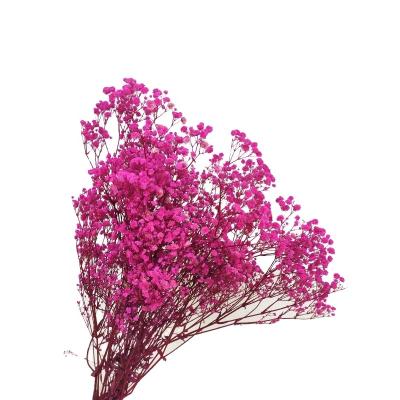 China Valentine's Day Gift Good Quality Gypsophila Lilac Fuchsia A Grade Preserved Manufacturers Baby's Breath Flower for sale