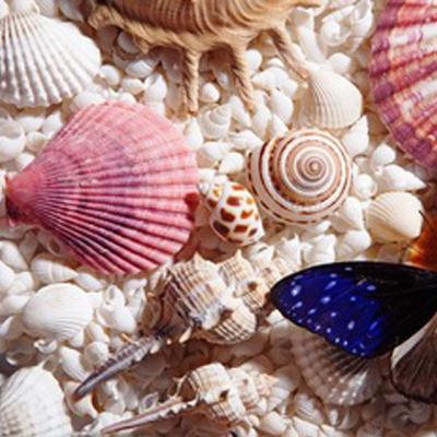 China China wholesale natural sea shells for home decoration for sale