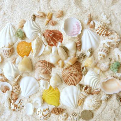 China China Wholesale Mixed White Decorative Natural Craft Vase Big Sea Shells For Jewelry Necklace for sale