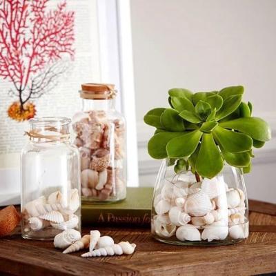 China Wholesale Sea Shell For Home Decoration from China for sale