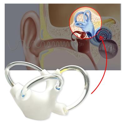 China Rehabilitation Main Human Skeletal Anatomical Function Cranial Nerve Inner Ear Cochlea Demonstration Didactic Semicircular Canal for sale