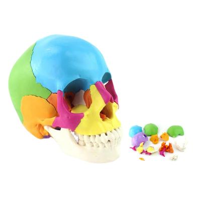 China 22-Part Medical Anatomical Adult Osteopathic Skull Model, Colored Head Life Size Didactic for sale