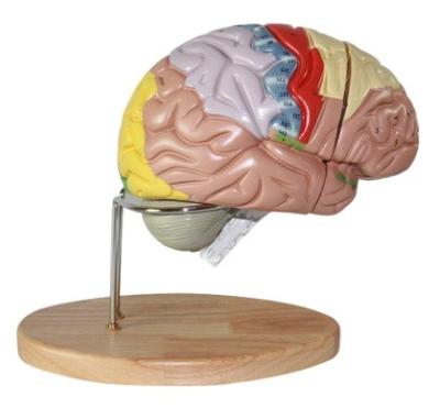 China 2 Piece Life Size Splintered Frontal Lobe Head of Periods 4 Brain Stem Different Color Anatomical Dismountable Brain Model with Stand for sale