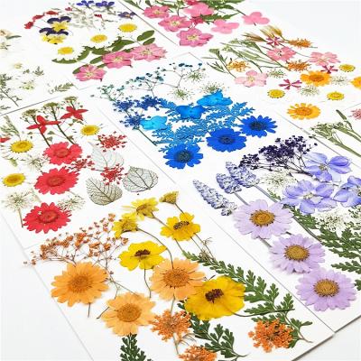 China Dried Flowers Frame FuncyFlora Factory Supply DIY Frame Material Dried Pressed Flowers For Resin for sale