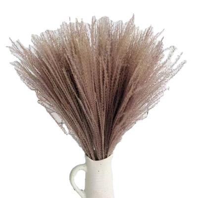 China 2021 Hot Selling INS Ponytail Drummer Home Decoration Dried Flowers Small Pampas Grass Hossu for sale