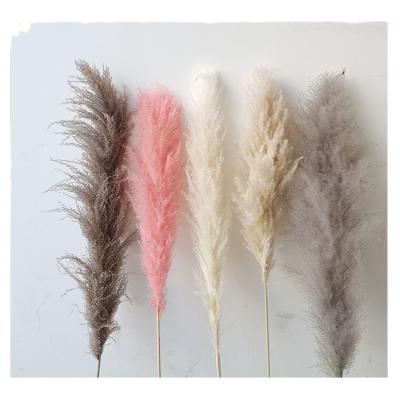 China Natural Pampas Customized Amazon China Funcyflora Hot Sale Romantic Pampas Grass For Flower Wedding Aisle for sale