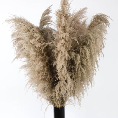 China Hot Selling Large Gray Pampas For Decoration Natural Dry Flower From Sustainable Factory Supply for sale