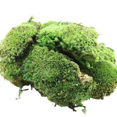 China Real Polish Moss Last 5 Years of Feng Shui Natural Stabilized Preserved Moss Green Wall Real Polish for sale