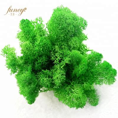 China Wall Decoration Top Artificial Preserved Reinder Moss For Decoration for sale