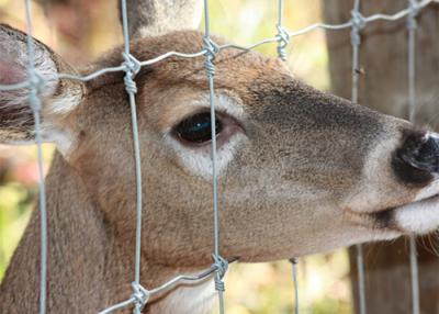 China Silver Fixed Knot Deer Fence With Square Hole Shape Hot Dipped Galvanized Excellent Weather Resistance for sale