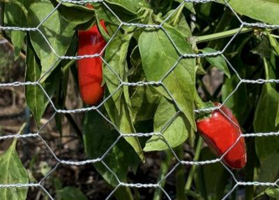 China Galvanizado hierro de pollo de alambre de malla de rollo doble torsión tejido fácil de instalar para el jardín y el paisaje en venta