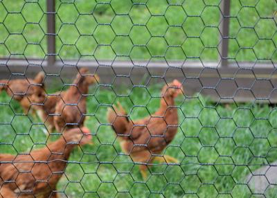 Chine Longueur de 10 à 50 m filet de fil de poulet avec revêtement en zinc 20 g/m2 à 60 g/m2 à vendre