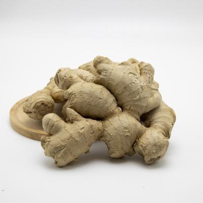 China New 2021 Crop Dry High Quality Dry Ginger Fresh Market Price Per Ton Ginger Wholesale Buyers For Export for sale