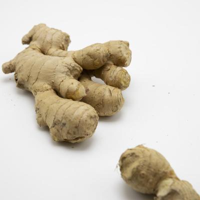 China Volume Dry Ginger Dry Ginger In China Wholesale Fresh Export Price for sale