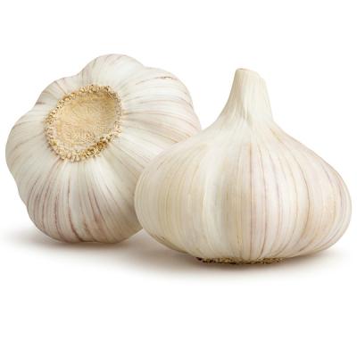 China Dry Wholesale Fresh Garlic 2021 New Supplier Natural White Garlic for sale