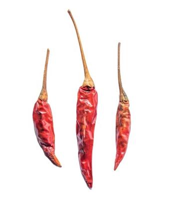 China 2021 Harvest Chinese Chili Pepper of intended for export dry new high quality natural dry red for sale