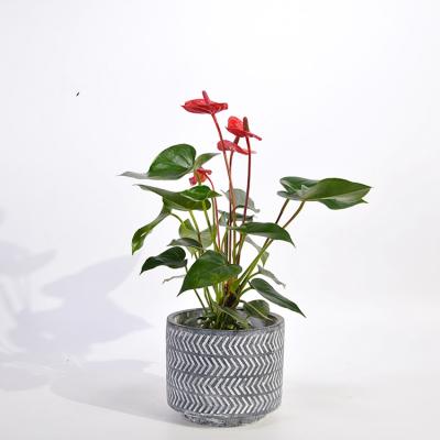 China Modern Design Living Room Decoration Medium Size Cement Floral Indoor Pot for sale