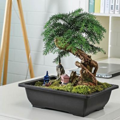 China Modern tabletop bonsai with rectangular oversized plastic tray pots for sale