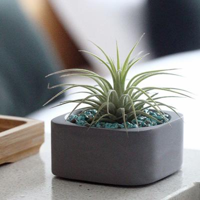 China Home Office Counter Modern Circular Green Potted Anti Radiation Air Plants for sale