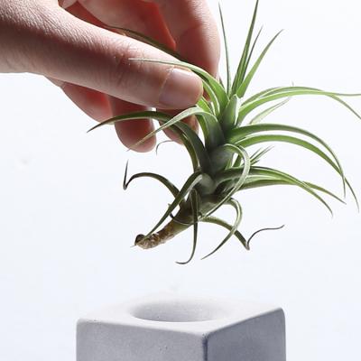 China Home Office Modern Window Sill Radiation Protection Square Pot Office Air Plant for sale