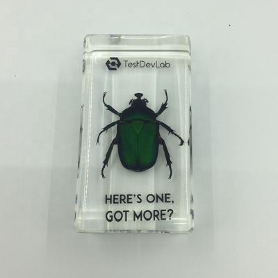 China Custom Real Europe Insect Block Acrylic Resin Insect Paperweight for sale