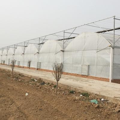 China Durable And Easy To Install Agriculture Multi-span Film Greenhouse With Hydroponic Growing System for sale