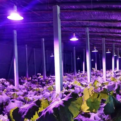 China Seed Starting LED Plant Growth Lamp Full Spectrum High Power Supplement Lamp for sale