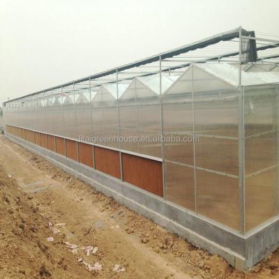 China Hot Galvanized Steel Pipe Polycarbonate Greenhouse PC Sheet Greenhouse for sale