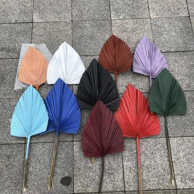 China Durable Hot Galaxy Selling Bulk Natural Fan-shaped Dry Palms Leaves For Home Decoration for sale