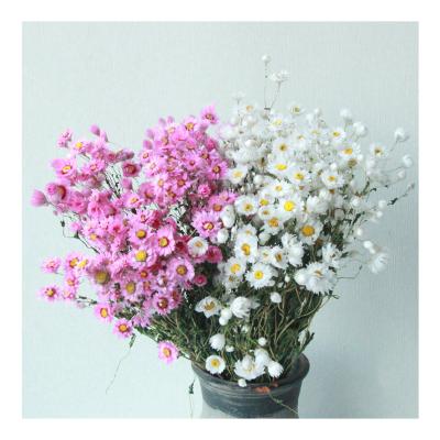 Cina Ins Popular Wholesale daisy preserved dried flowers dried daisy flower for decoration in vendita