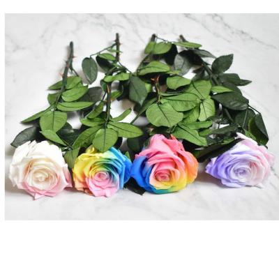 Κίνα preserved stems of roses real preserved on stem real preserved rose with rose stem προς πώληση