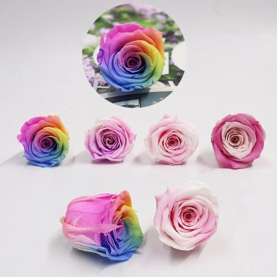 China Preserve rose material natural real eternal preserved rose mix color two color preserved rose for sale