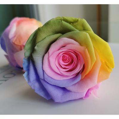 China preserved rainbow rose heads lead the industry rainbow preserved rose professional manufacturer preserved rose in a box en venta