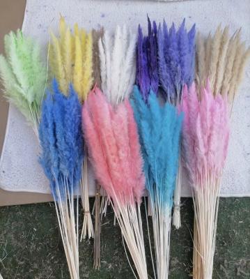 China Real Natural Flowers Amazon Hit Decoration Dried Colorful Flowers Small Pampas Grass For Home Or Weddings Decoration for sale