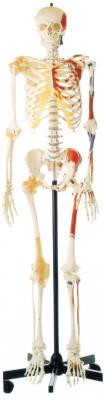 China Promotion Human Skeleton with one-side Painted Muscles Human Anatomy Model for sale