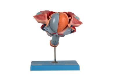 China Male Genital Organs Structure Model For Medical Colleges Training for sale