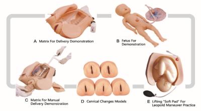 China Soft Cushion Child Birth Simulator for Leopold Maneuver , Medical Training Models for sale