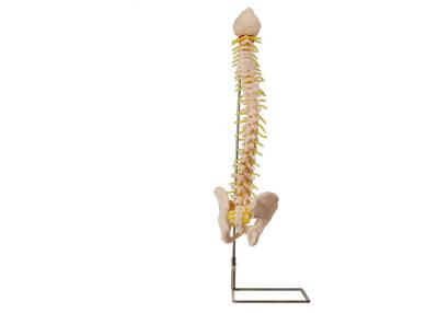 China Modelo de formação médico With Pelvic da coluna vertebral da anatomia do PVC à venda