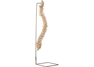 China suporte de esqueleto vertebral de With Stainless Steel do modelo de 70cm à venda