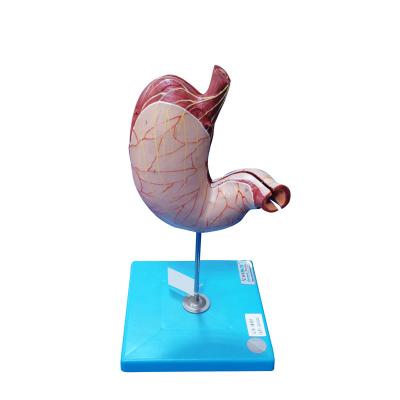 China Shows the Longitudinal and Circular Muscle of Stomach Model for Hospitals Teaching for sale