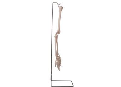 China ISO 9001 Anatomy Human Arm Bone Model 3D for Anatomical Teaching for sale