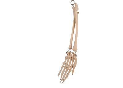 China Palm Elbow Joint Anatomy Radial Bone For Medical Training for sale