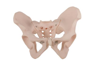 China ISO 14001 Female Pelvis Human Anatomical Model With PVC Material for sale