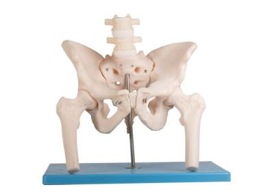 China Modelo humano femoral With Stand da anatomia da espinha lombar à venda