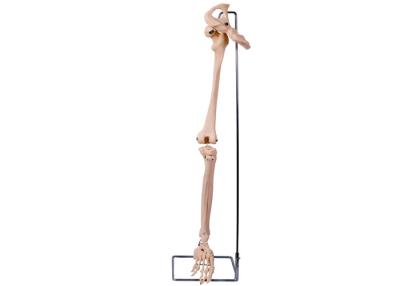 China PVC 3D Lower Limb Hip Bone Model For Medical Training for sale