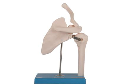 China OEM Joint Bone Human Anatomy Model Skin Color PVC for sale