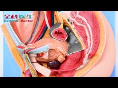 Median Sagittal Section Of Male Pelvis Model For Hospitals