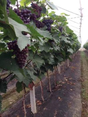 Cina tessuto non tessuto del diserbo del tester 1.6x10 per l'agricoltura o fare il giardinaggio in vendita